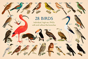 40 Vintage Birds & Branches