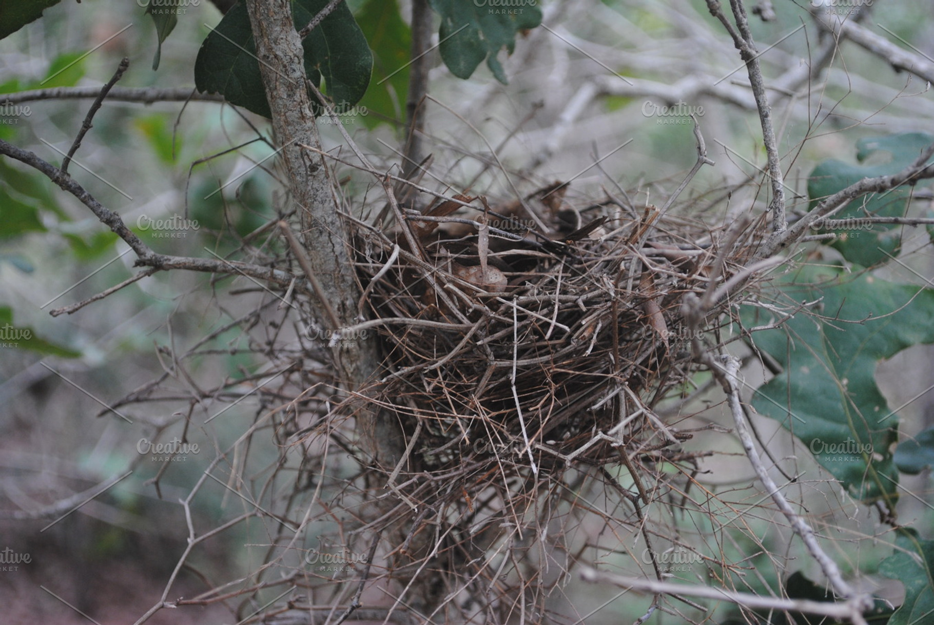 Cozy Nest