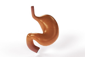 Human Stomach