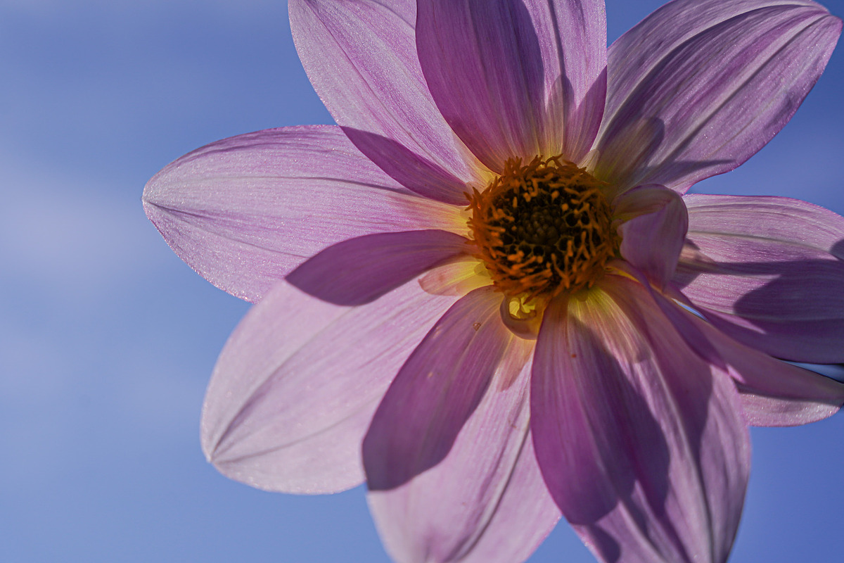 Flower & Garden Collection 15 photos, a Nature Photo by Silent Nature (Photo 9 of 14)