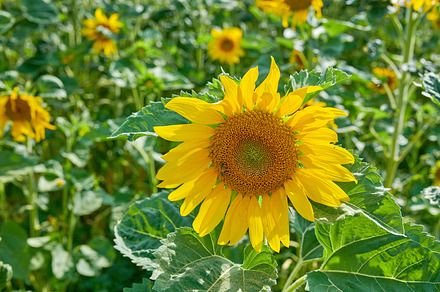 Sunflower, a Photo by Peopleimages.com