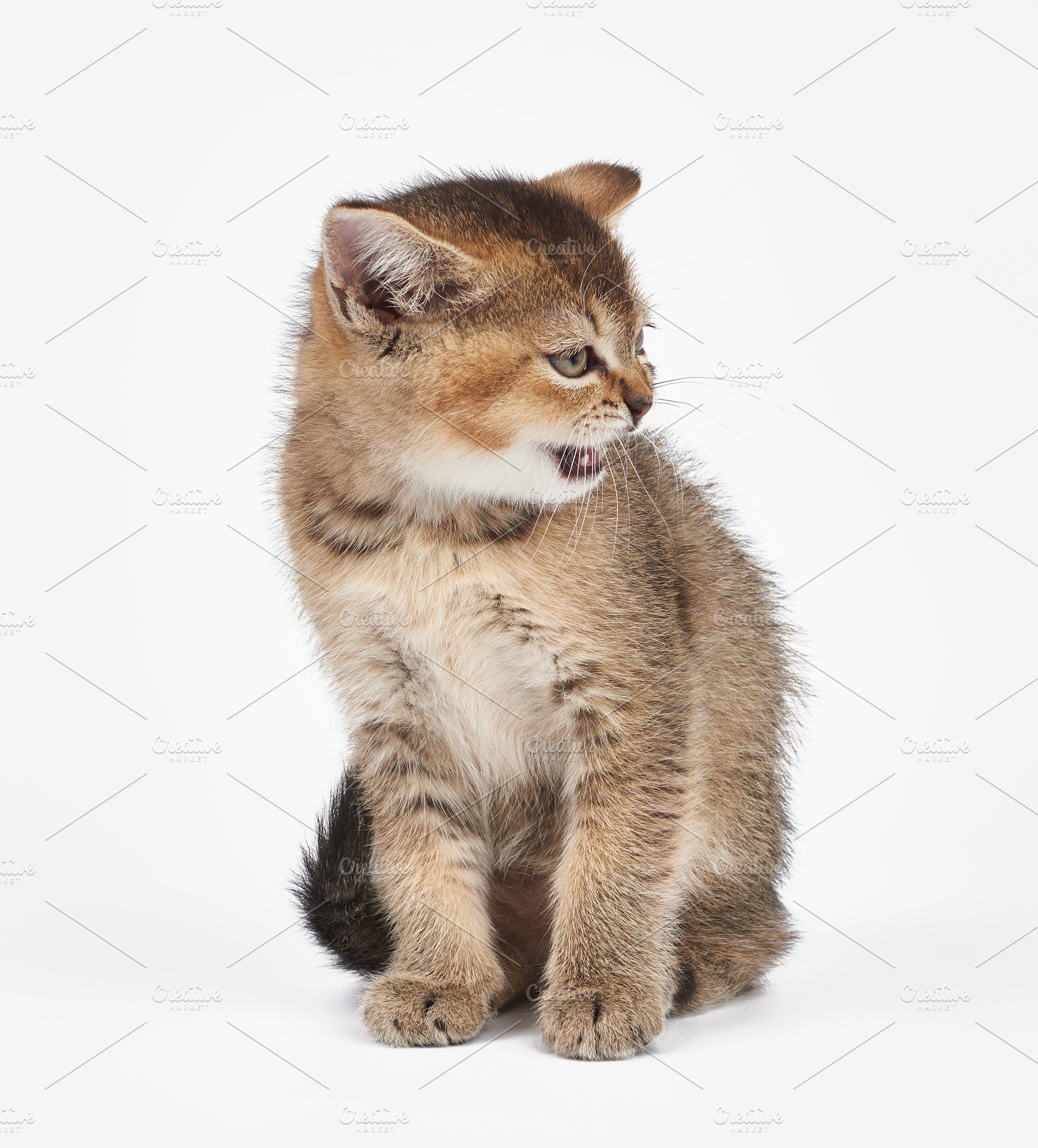 Small gray kitten of the Scottish Straight breed, an Animal Photo by ndanko