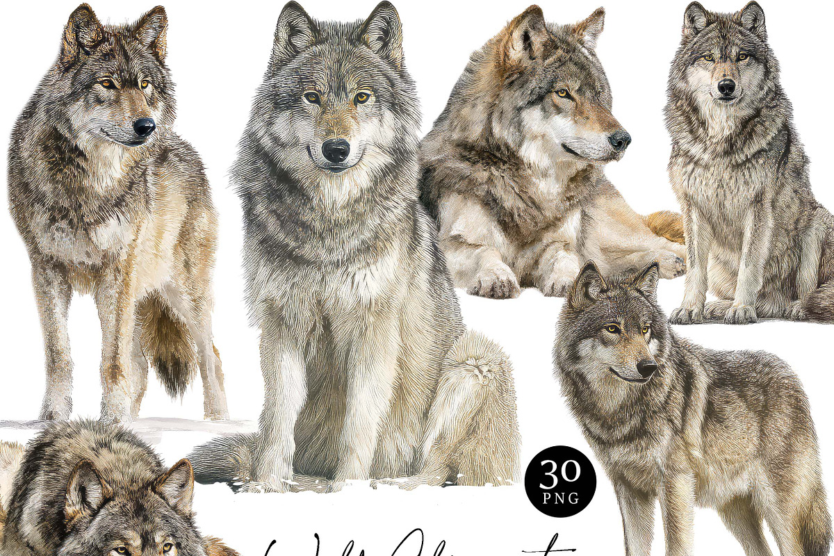 Watercolor Wolf Clipart Set, an Animal Illustration by Design Scotch (Photo 1 of 8)