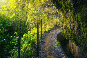 Narrow levada hiking trail, a Nature Photo by Alpine Dreams