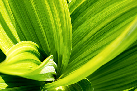 Green leaf abstract background.