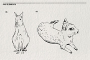 Sketches of the Mara animal in PNG, an Animal Illustration by LOKSKIH (Thumbnail 6 of 6)