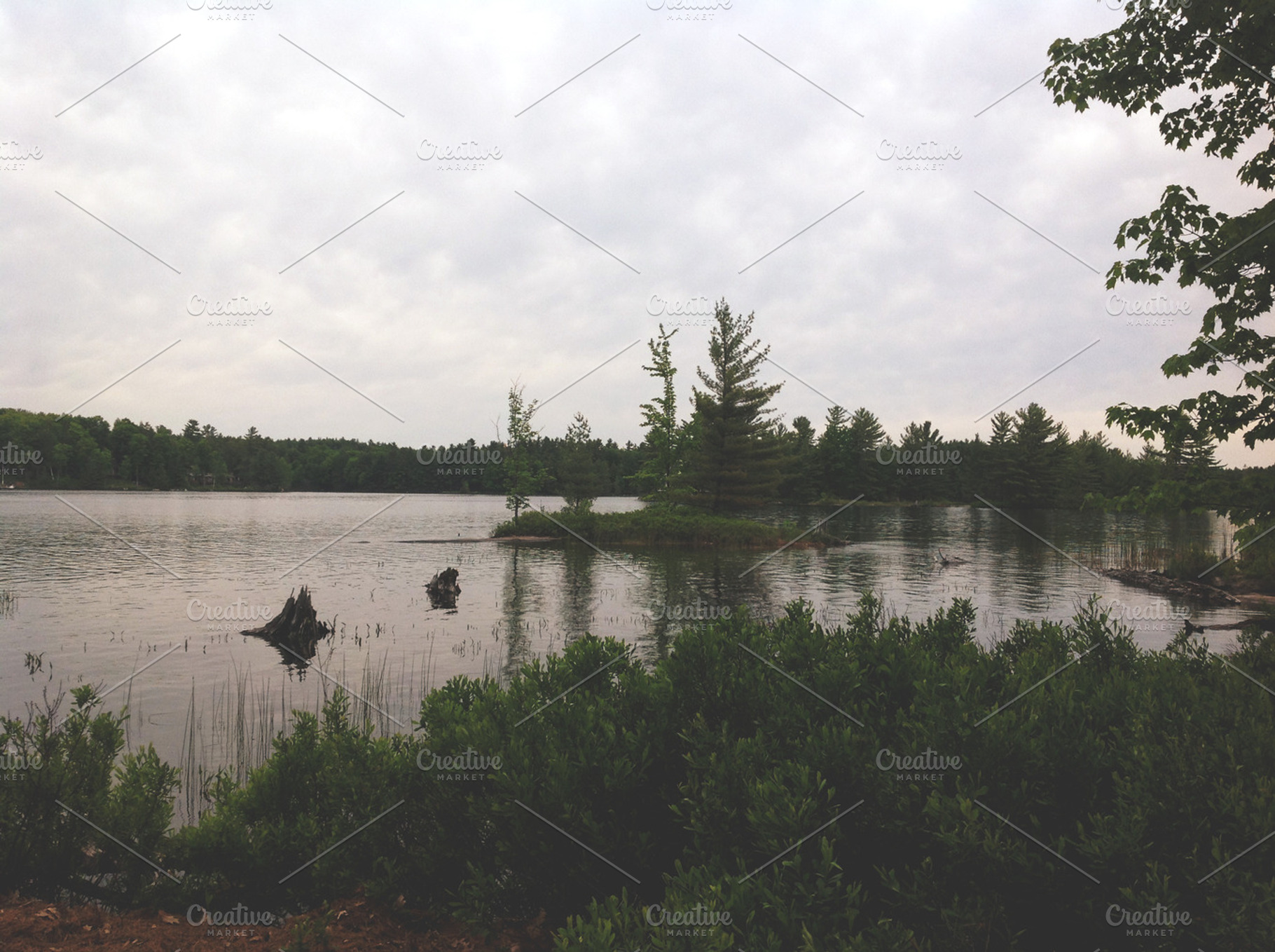 Peaceful Lake In The Forest