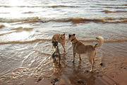Attack two pet dogs on the third dog