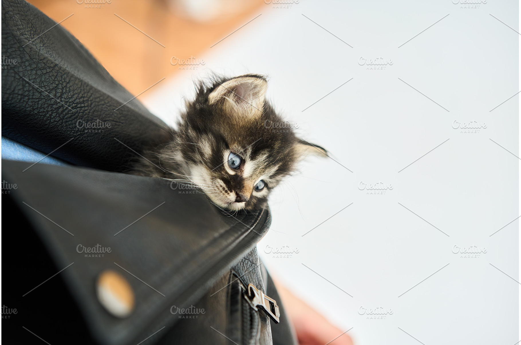 Little cute kitten hidden in jacket, an Animal Photo by Gladkov ...