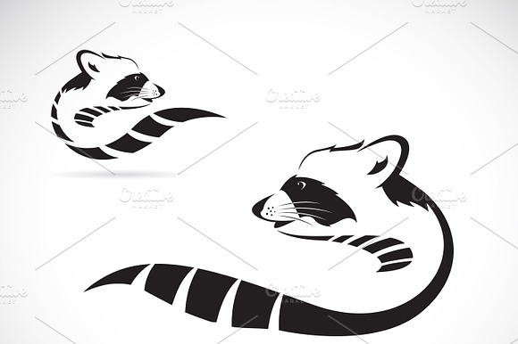 Vector Of A Raccoon. Animal.