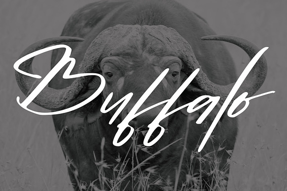 Buffalo font preview 5