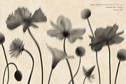 Shadow Blooms, an Object Graphic by Dina Mae (Thumbnail 8 of 10)