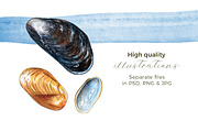 Hand-painted Seashells | 7 cliparts, an Illustration by Miriam Figueras (Thumbnail 2 of 3)
