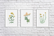 Wild flowers,herbs,herbaceous plants, a Texture Illustration by Good Studio (Thumbnail 13 of 22)