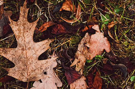 Dry leaves on the ground in autumn, cold weather and fall season, a Photo by Anneleven