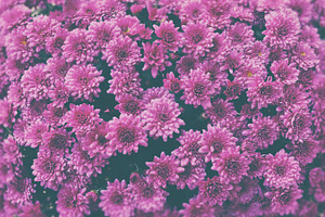 ☼ Pink flowers