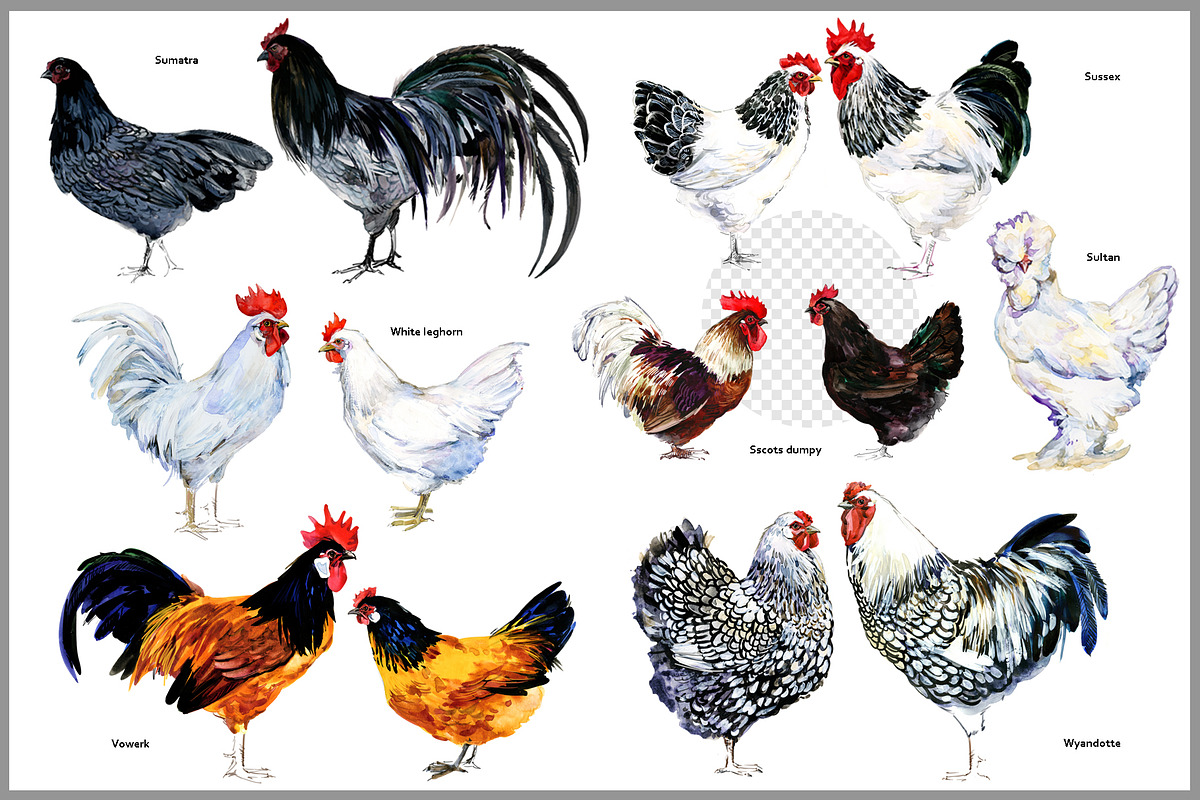 Watercolor Chicken Breeds Clipart, an Animal Illustration by FineArt (Photo 10 of 11)