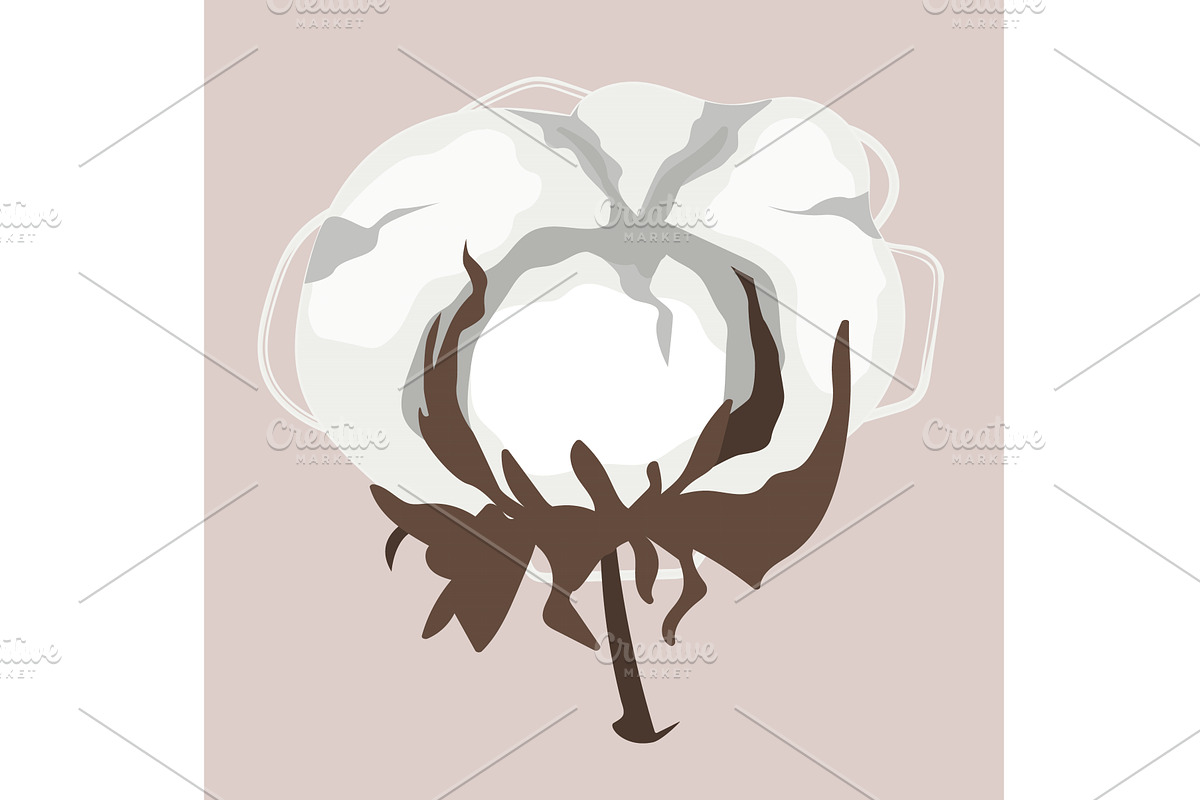 Dried cotton fluffy flower in, an Object Illustration by Toltemara