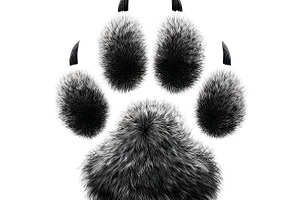 Realistic furry black and white animal paw print with visible cl, an Animal Photo by José Manuel Gelpi