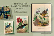 25 Vintage Bird Prints, an Animal Illustration by The Object Atlas (Thumbnail 6 of 9)