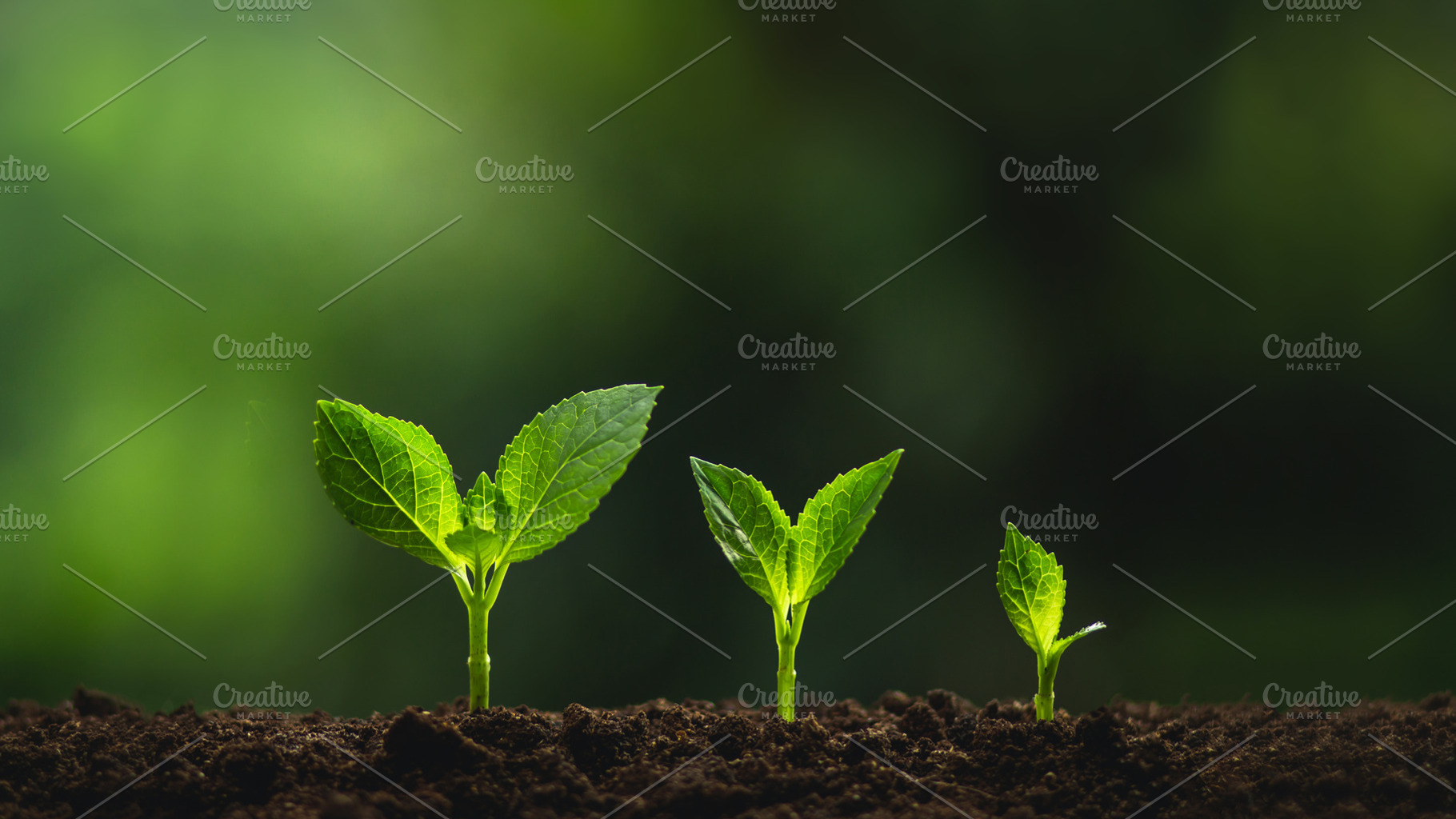 Plant a tree natural stock photo containing agriculture and concept, a Nature Photo by Art Rachen