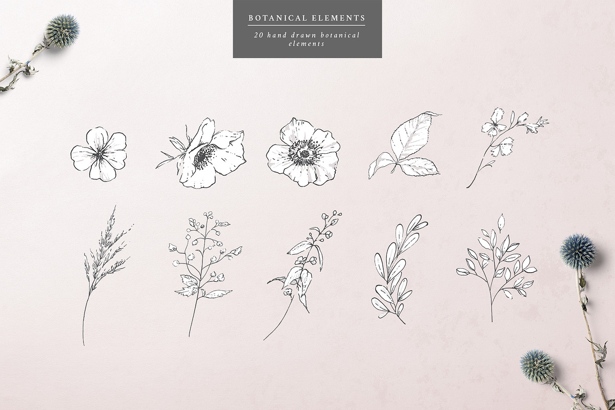Botanical Graphic Collection, an Illustration by Twigs and Twine (Photo 2 of 10)