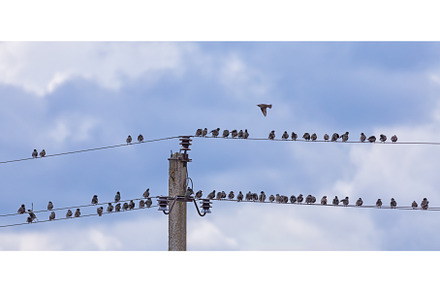 Starling birds Sturnus vulgaris are, an Animal Photo by Lukas Jonaitis SHOP