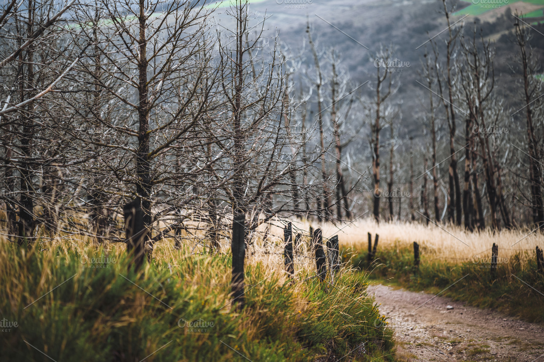Burnt forest after wildfire, a Nature Photo by SkyNext