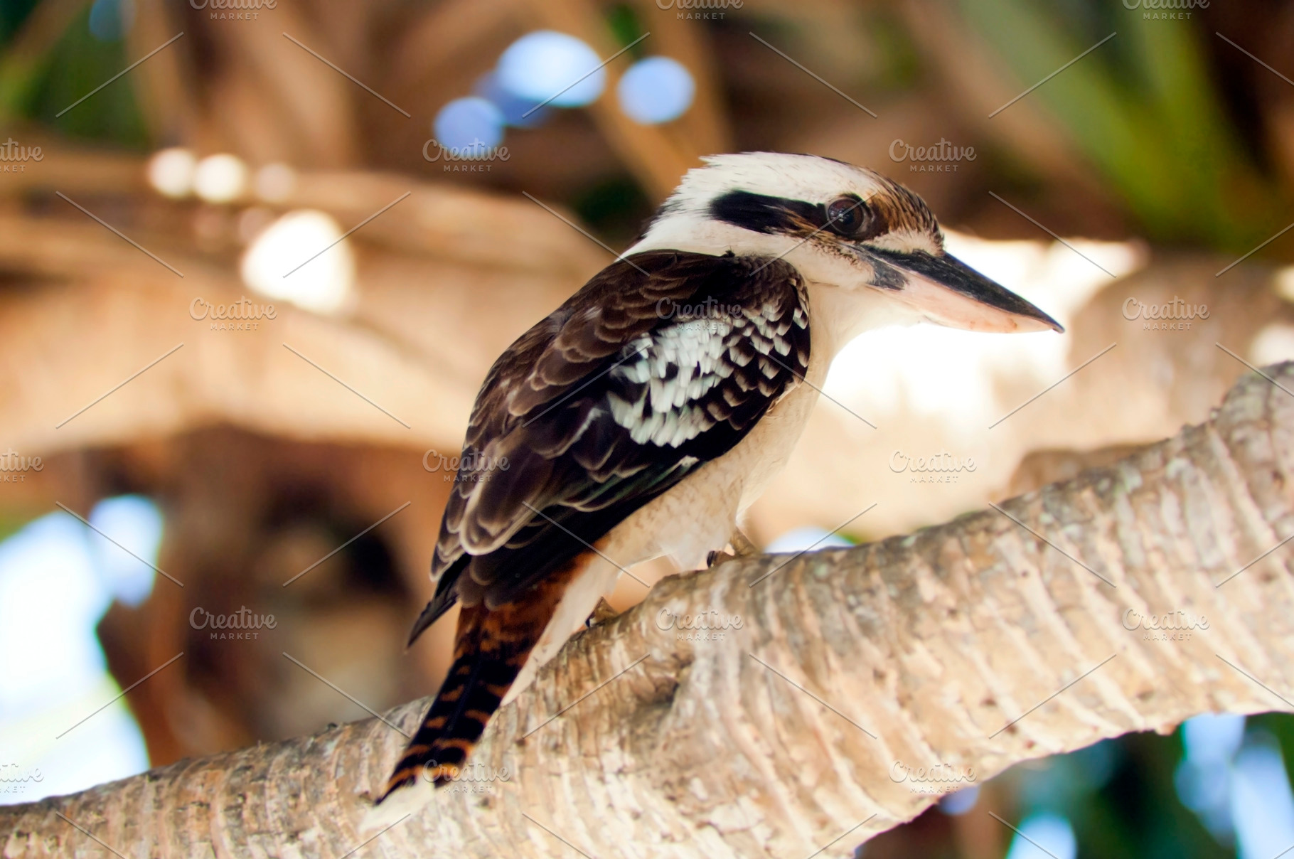 Kookaburra, an Animal Photo by THP Creative