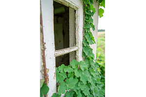 Overgrown Window Frame of Abandoned, an Architecture Photo by Lermont51