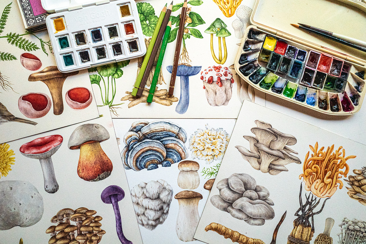 Mushrooms Watercolor Clipart, a Food Illustration by AnitaPol (Photo 9 of 24)