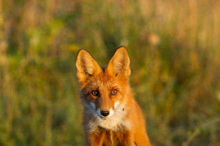 Cute young fox cub on the grass back stock photo containing fox and cub, an Animal Photo by oleghz