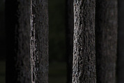Tree bark texture set, an Environmental 3D Model by happy brush (Thumbnail 1 of 3)
