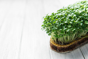 Fresh microgreens growing on a substrate healthy food concept, a Food & Drink Photo by Olena Rudo