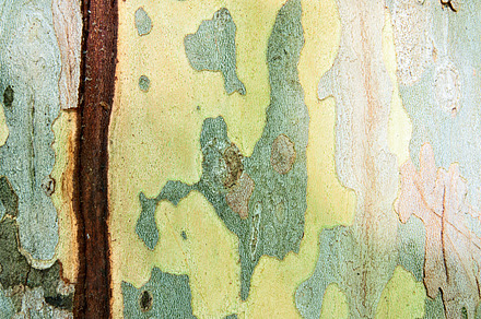 Sawed Wood Texture preview 6