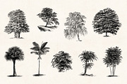 Trees - Vintage Illustrations Set, an Illustration by Graphic Goods (Thumbnail 8 of 10)