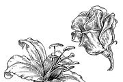Ink flower set, a Decorative Illustration by RasterBird (Thumbnail 6 of 10)