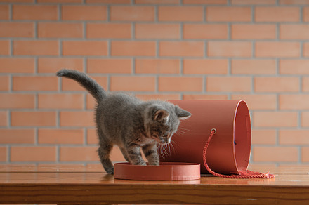 Little gray kitten plays