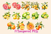 Citrus Watercolor Clipart, a Food Illustration by CrittersHub (Thumbnail 2 of 4)