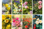 Blurry Flowers Abstract Backgrounds, a Background Graphic by Yuliya Derbisheva (Thumbnail 7 of 12)