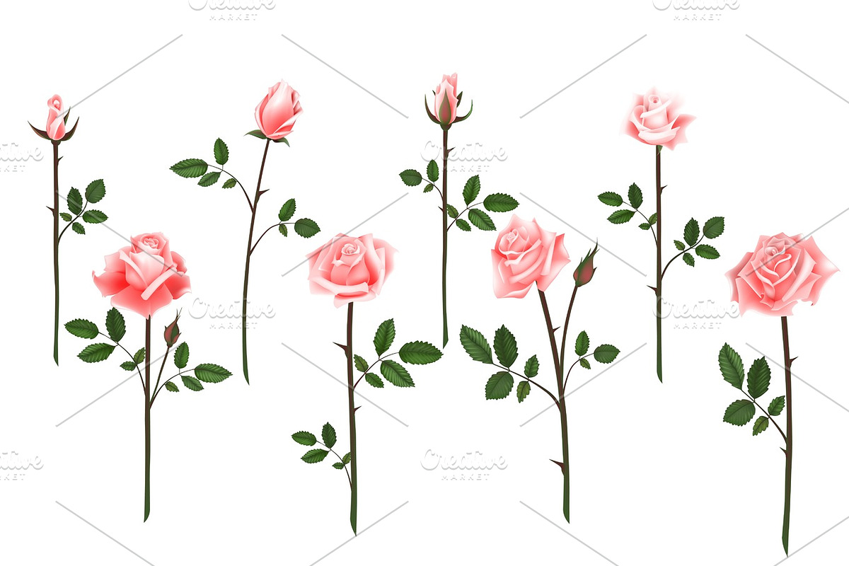 Set of realistic isolated pink roses on a white background. Vector flowers and buds of roses, leaves on white background, a Decorative Illustration by artabramova