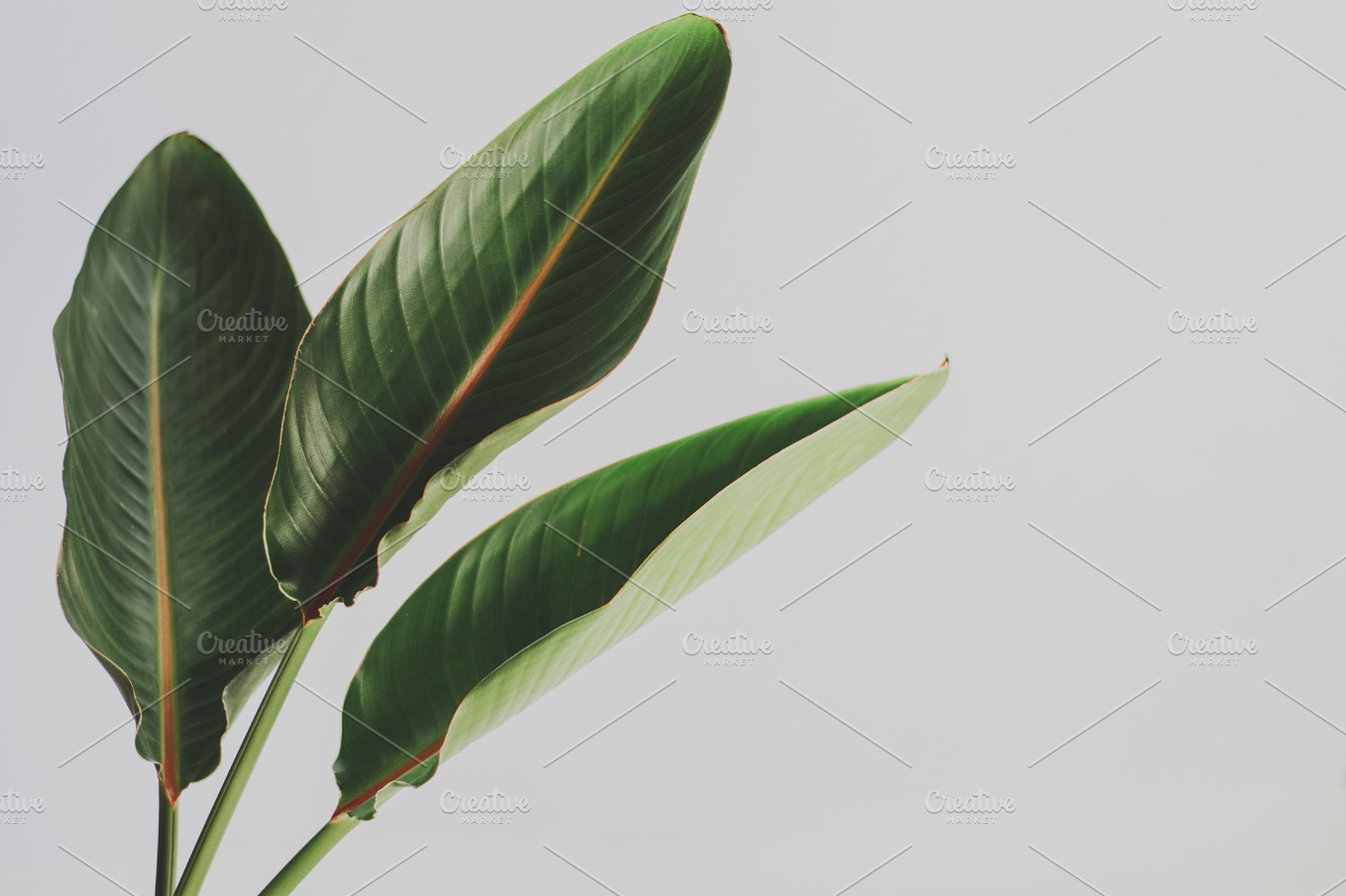 Strelitzia Leaves Minimalist Photo, a Nature Photo by René Jordaan Photography