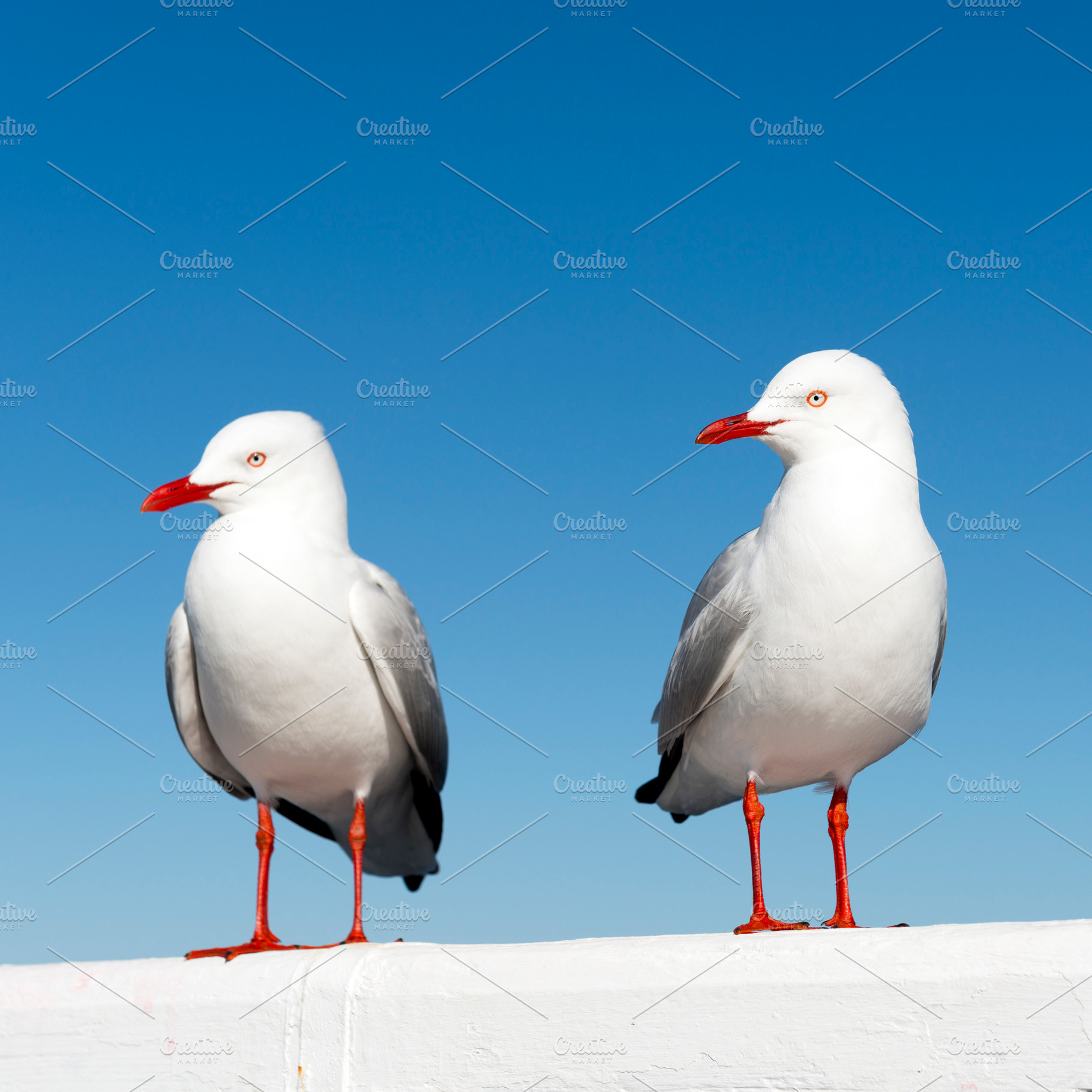 Seagulls, an Animal Photo by THP Creative