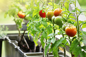 Container vegetables gardening containing balcony, garden, and gardening