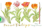 Vintage Parrot Tulips-Clipart set, an Illustration by watercolorwild.graphics (Thumbnail 5 of 6)