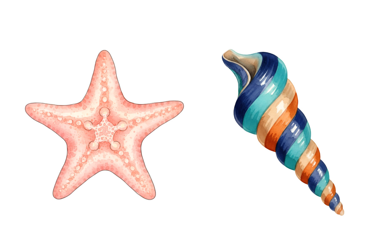 Sea Shells Clipart PNG, an Illustration by SinaCreation (Photo 4 of 11)