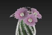 Spiral Cactus, an Environmental 3D Model by AndrewWhite (Thumbnail 3 of 13)