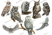 Owls in the forest .Woodland., an Animal Illustration by AkvarelRiver (Thumbnail 2 of 9)