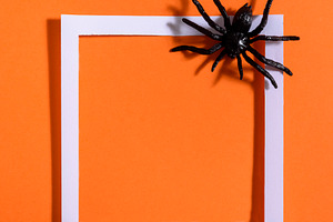 Empty white frame with scary spider, a Holiday Photo by hitdelight