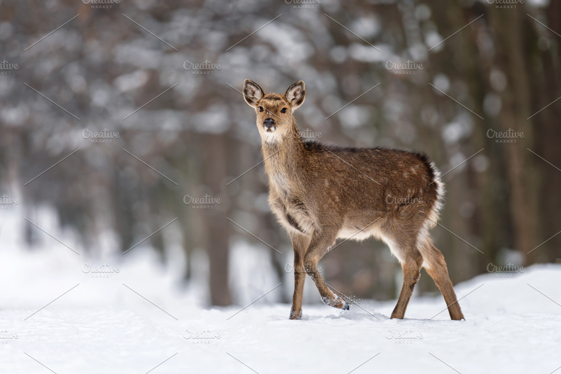 Deer walks through snow in a forest during winter morning with t, an Animal Photo by Byrdyak